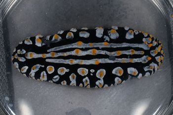 Media type: image;   Malacology 393757 Description: live specimen;